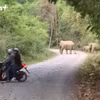 Clip ghi lại hình ảnh đàn voi rừng đi gần khu dân cư tại Đồng Nai