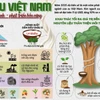Cao su Việt Nam: Giá trị bền vững từ nguồn nguyên liệu thân thiện với môi trường