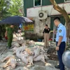 Số lợn không đảm bảo vệ sinh thú y đang được sơ chế, chuẩn bị quay nướng làm thực phẩm tại phường Đồng Tâm, thành phố Vĩnh Yên. (Ảnh: TTXVN phát)