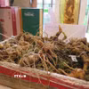 Sâm Ngọc Linh. (Ảnh: Dư Toán/TTXVN)