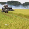 Thu hoạch lúa gạo ở xã An Nhơn, huyện Đạ Tẻh (tỉnh Lâm Đồng). (Ảnh: Hồng Đạt/TTXVN)