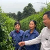 Anh Phan Xuân Diện, nguyên Phó trưởng Phòng Nông nghiệp và Phát triển nông thôn huyện Con Cuông (Nghệ An) xin nghỉ việc ở cơ quan nhà nước để ra ngoài trồng trọt, phát triển cây dược liệu, chế biến các sản phẩm từ dược liệu, bước đầu thành công với lựa chọn của bản thân. (Ảnh: Bích Huệ/TTXVN)