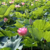 Thời điểm này, đi đến nơi nào ở Ninh Bình đều dễ dàng bắt gặp các đầm sen khoe sắc làm say lòng du khách gần xa. (Ảnh: Thùy Dung/TTXVN)