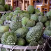 Sầu riêng. (Ảnh: Hồng Đạt/TTXVN)