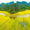 Dòng Ngô Đồng vàng rực đón du khách trong và ngoài nước về tham quan Tam Cốc-Bích Động (Ninh Bình). (Ảnh: Minh Đức/TTXVN)