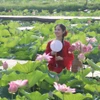Du khách say lòng với những đầm sen khoe sắc tại Ninh Bình