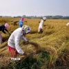 Nông dân thu hoạch lúa trên cánh đồng ở Nagaon (Ấn Độ). (Ảnh: ANI/TTXVN)