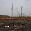 Cháy rừng do hạn hán tại bang Rondonia (Brazil) hồi năm ngoái. (Ảnh: THX/TTXVN)