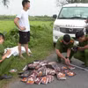 Cơ quan công an thu giữ tang vật vụ án. (Ảnh: TTXVN phát)