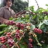Thu hoạch càphê của Công ty Càphê 706 (Tổng Công ty Càphê Việt Nam) ở Ia Grai (Gia Lai). (Ảnh: Vũ Sinh/TTXVN)