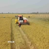 Sản xuất lúa gạo ở tỉnh An Giang. (Ảnh: Vũ Sinh/TTXVN)