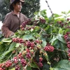 Thu hoạch càphê ở Gia Lai. (Ảnh: Vũ Sinh/TTXVN)