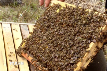 Thu hoạch lấy mật ong bạc hà trên vùng cao nguyên đá Đồng Văn (Tuyên Quang). (Ảnh: TTXVN phát)