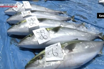 Cá cam đuôi vàng Kirameki. (Nguồn: Kyodo)