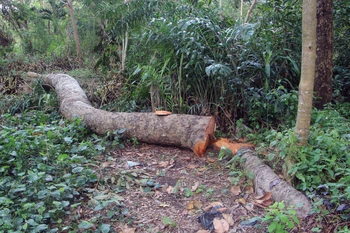 Một thân cây bị chặt bên đường. (Ảnh: Trung Kiên/TTXVN)