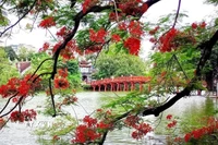 Hoa phượng nở đỏ rực một góc hồ Hoàn Kiếm, quận Hoàn Kiếm, thành phố Hà Nội. (Ảnh: Phạm Hậu/TTXVN)