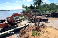 Sử dụng phương tiện cơ giới gia cố đoạn đê bao. (Ảnh: Lê Thúy Hằng/TTXVN) 