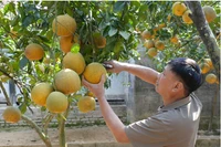 Nông dân xã vùng cao Tràng Xá thu hoạch bưởi phục vụ Tết. (Nguồn: Internet)