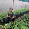 Ông Cao Xuân Trường, xã Xuân Sơn, Thành phố Hồ Chí Minh lựa chọn và đặt hàng cây giống tại Hợp tác xã ca cao Châu Đức. Tuy nhiên, phải 2 tháng nữa ông mới được cung cấp cây giống. (Ảnh: Hoàng Nhị/TTXVN)