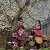 Những em nhỏ dân tộc Mông vui chơi dưới những cây mận đang thi nhau đua nở hoa trắng xóa ở Mộc Châu. (Ảnh: Quang Quyết/TTXVN)