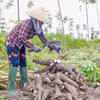 Nông dân Tây Ninh thu hoạch củ sắn. (Ảnh: Giang Phương/TTXVN)