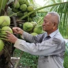 Ông Kim Văn Thành tại xã Song Lộc (Vĩnh Long) chuyển đổi 1,2ha đất trồng lúa sang trồng dừa 15 năm nay cho thu nhập tăng trên 10 lần so với trồng lúa. (Ảnh: Thanh Hòa/TTXVN)