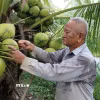 Ông Kim Văn Thành tại xã Song Lộc (Vĩnh Long) chuyển đổi 1,2ha đất trồng lúa sang trồng dừa 15 năm nay cho thu nhập tăng trên 10 lần so với trồng lúa. (Ảnh: Thanh Hòa/TTXVN)