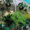 Hơn 3.000 tác phẩm hoa, bonsai, cây kiểng, non bộ tiểu cảnh tham gia Triển lãm trong khuôn khổ Festival Hoa Đà Lạt năm 2024. (Ảnh: Chu Quốc Hùng/TTXVN)