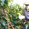 Thu hoạch càphê tại Gia Lai. (Ảnh: Hồng Điệp/TTXVN)