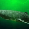 Cá mập Greenland là loài sống rất thọ. (Nguồn: Yahoo News)