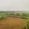 Hà Nội có 148 khu đất thí điểm làm nhà ở thương mại qua thỏa thuận 2 Vùng đất bãi sông Hồng. (Ảnh: Hùng Nguyễn/Vietnam+)