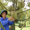 Vườn sầu riêng giống Dona của Hợp tác xã Sầu riêng Hương Thanh, xã Đạ Tẻh (tỉnh Lâm Đồng). (Ảnh: Nguyễn Huy Thành/TTXVN)