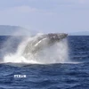 (Tư liệu) Cá voi ở vùng biển ngoài khơi đảo Amami-Oshima, tỉnh Kagoshima, Nhật Bản. (Ảnh: Kyodo/TTXVN)