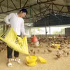 Nhờ nguốn vốn vay, gia đình anh Nguyễn Văn Toại, thôn Đồng Giếng, xã Đạo Trù đã đầu tư phát triển chăn nuôi, mang lại thu nhập ổn định. (Ảnh: Nguyễn Thảo/TTXVN)