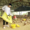 Nhờ nguốn vốn vay, gia đình anh Nguyễn Văn Toại, thôn Đồng Giếng, xã Đạo Trù đã đầu tư phát triển chăn nuôi, mang lại thu nhập ổn định. (Ảnh: Nguyễn Thảo/TTXVN)