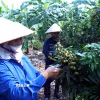Các thành viên của Hợp tác xã cây ăn quả đặc sản Quyết Thắng, xã Tân Hưng, tỉnh Hưng Yên chăm sóc vườn nhãn để chuẩn bị bước vào vụ thu hoạch. (Ảnh: Đinh Văn Nhiều/TTXVN)