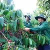 Thu hoạch càphê tại Đắk Lắk. (Ảnh: Hoài Thu/TTXVN)