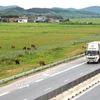 Gia súc được người dân thả rông trong hành lang bảo vệ của đường cao tốc Diễn Châu-Bãi Vọt (Nghệ An). (Ảnh: Xuân Tiến/TTXVN)