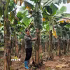 Xã Minh Châu có diện tích trồng chuối tiêu hồng hơn 60ha được tiêu thụ trong cả nước. (Ảnh Phương Anh/TTXVN)