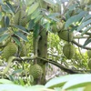Cây sầu riêng nghịch vụ, sai trái trong vườn của ông Cao Văn Tấn, ấp Bình Thành, xã Thoại Sơn, tỉnh An Giang. (Ảnh: Công Mạo/TTXVN)