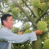 Ông Cao Văn Tấn kiểm tra trái sầu riêng nghịch vụ trong vườn của gia đình. (Ảnh: Công Mạo/TTXVN)