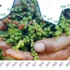 Xuất khẩu hồ tiêu đến giữa tháng 10 đã vượt qua mức của cả năm 2024 