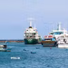 Tàu vận tải công suất lớn neo đậu tại cảng cá đặc khu Phú Quý (Lâm Đồng). (Ảnh: Nguyễn Thanh/TTXVN)
