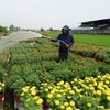 Những ngày cận Tết Nguyên đán, không khí lao động trên các cánh đồng, vườn hoa, vùng sản xuất rau màu của tỉnh Tây Ninh trở nên nhộn nhịp. (Ảnh: Đức Hạnh/TTXVN)