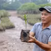 Từ những kiến thức, kinh nghiệm có được sau 40 năm trồng rừng, hiện mỗi năm gia đình cựu chiến binh Vũ Văn Tưởng sản xuất được khoảng 60.000-70.000 cây giống. (Ảnh: Thế Duyệt/TTXVN)