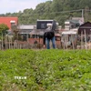 Một vườn rau thơm ngắn ngày của người dân xã Ka Đô sau khi bị nước lũ quét qua vẫn có khả năng phục hồi. (Ảnh: Nguyễn Dũng/TTXVN)