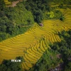 Vẻ đẹp cuốn hút của cánh đồng Huổi Thanh. (Ảnh: Xuân Tư/TTXVN)