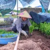 Người dân phường Vị Khê (Ninh Bình) chuẩn bị con giống để phục hồi sản xuất. (Ảnh: Công Luật/TTXVN)
