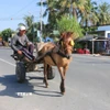 Dù không còn phổ biến như trước nhưng những nài ngựa ở Vùng Bảy Núi An Giang vẫn gắn bó với nghề bởi tình yêu và sự thấu hiểu dành cho loài vật thiết thân này. (Ảnh: Công Mạo/TTXVN)