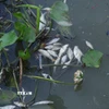 Nguồn nước trên rạch Tây Ninh bị ô nhiễm khiến cho cá chết hàng loạt. (Ảnh: Minh Phú/TTXVN)